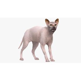3D Dark Cream Sphynx Cat Rigged model
